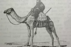 camel