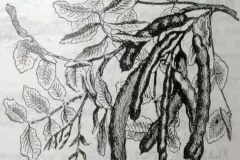carob