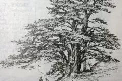 cedars-of-lebanon