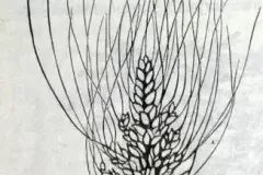 An ear of Egyptian "corn"