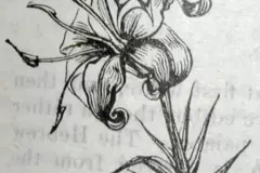 lily-of-palestine