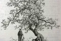 Oak Tree