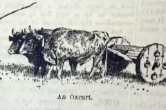oxcart