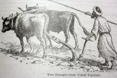 oxen