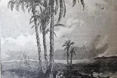 Palm Trees