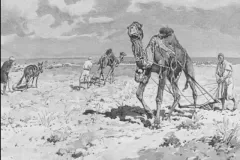 plowing-with-camel