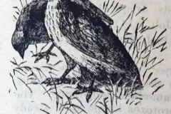 quail