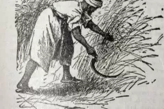 reaping-with-sickle