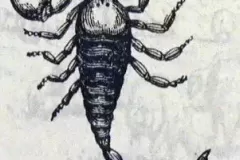 Scorpion