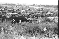 tents-and-camels