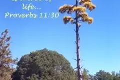 proverbs-11-30