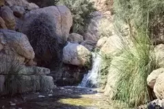 Engedi